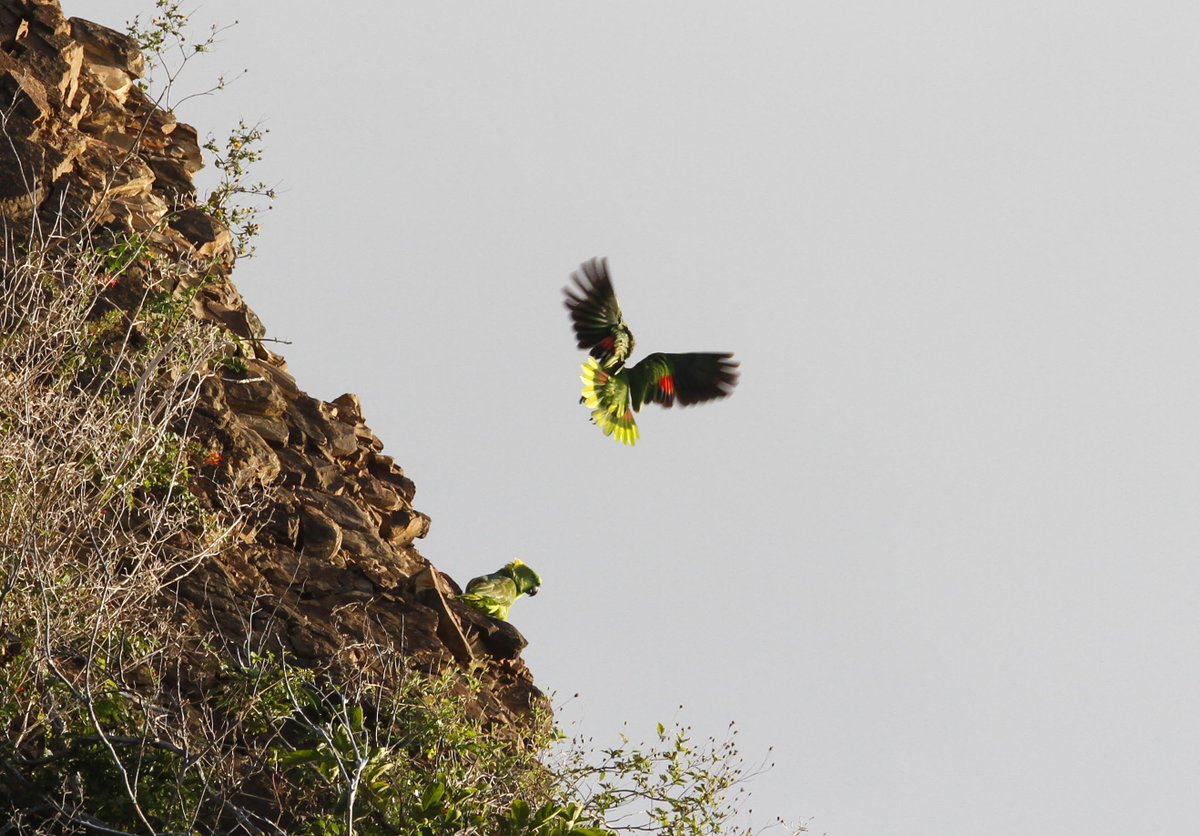 Paso Pacífico tweet media