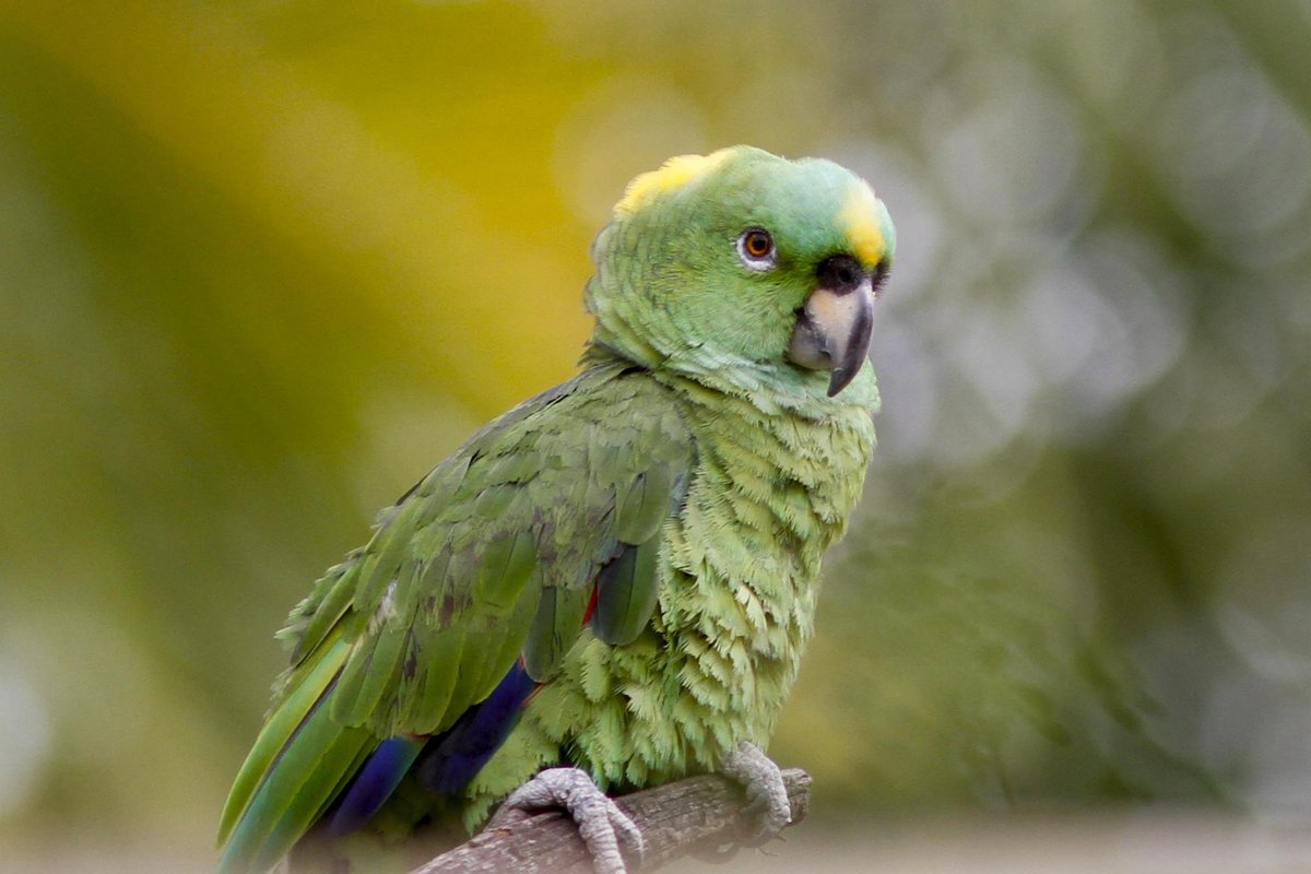 Paso Pacífico tweet media