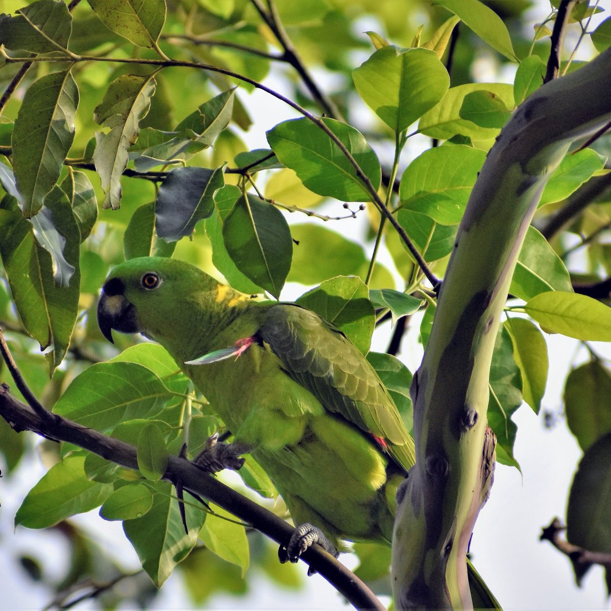 Paso Pacífico tweet media