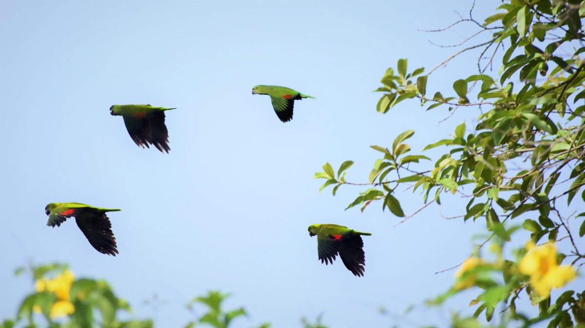 Paso Pacífico tweet media