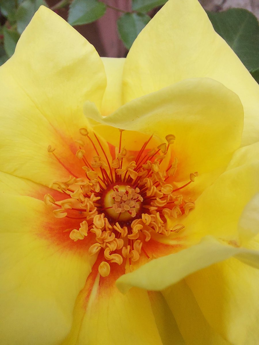 #RoseWednesday 1st bloom on new persica hybrid - climber bred by Chris Warner named 'Peter's Persica', being launched in memory of Peter Seabrook @GWandShows @GWmag @rosesukroses @Therosesociety2 #roses #flowers #GardenersWorld @hortweek @Plantheritage #NationalCollection