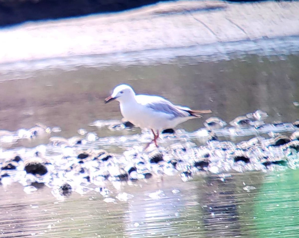 watchingSK's tweet photo. Another new bird species discovered in Slovakia! The slender-billed gull (Chroicocephalus genei) was photographed in southwest of Slovakia (Podunajské Biskupice) by Štefan Granec. We are excited and congratulate to the finder. 

#bird #birds #birdwatching #slovakia #nature https://t.co/oBDxiNLgCS