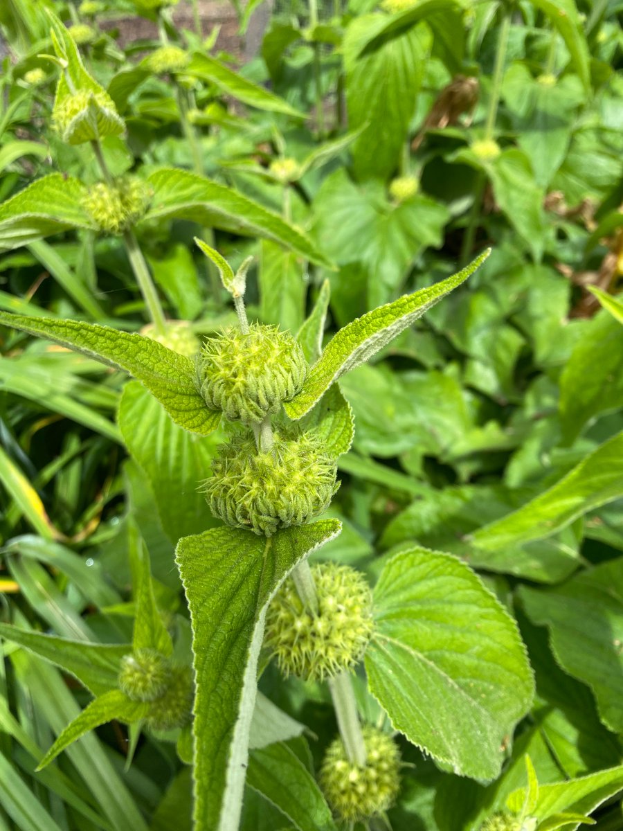 Anyone know what plant this is? I feel that it’s going to have yellow flowers!