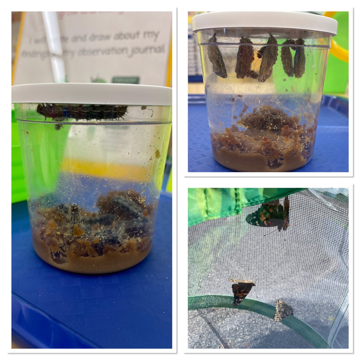 TheRichmondPrek's tweet photo. #butterfly release at #1800richmondterrace we loved observing and releasing our grown butterflies @TheRichmondPrek so exciting 🦋 #lifecycles #growandchange @EdeleWilliams @shah_reen1007 @DrMarionWilson @CSD31SI @DOEChancellor @CChavezD31 @D31DSPalton https://t.co/X7Bgv9JVPf