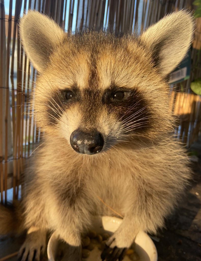 raccoonhourly's tweet image. 