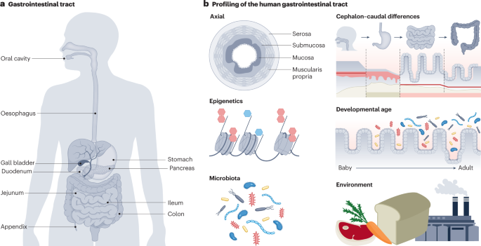 New content online: A Roadmap for the Human Gut Cell Atlas dlvr.it/SpxSc6
