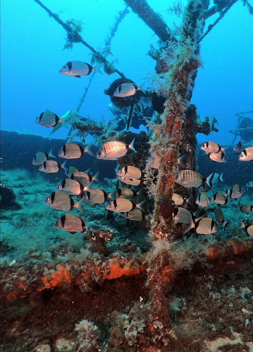 Dalgıçlar neden batığa DOKUNMAMALIYIZ Batıklar zamanla çeşitli deniz organizmaları için yaşam alanı sağlayan yapay resiflere dönüşür.  Batıklara dokunarak bu ekosistemleri bozmak, hassas dengeyi bozabilir ve çeşitli deniz yaşamına zarar verebilir.