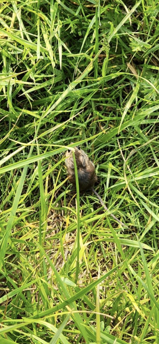 Ophir Lab tweet media