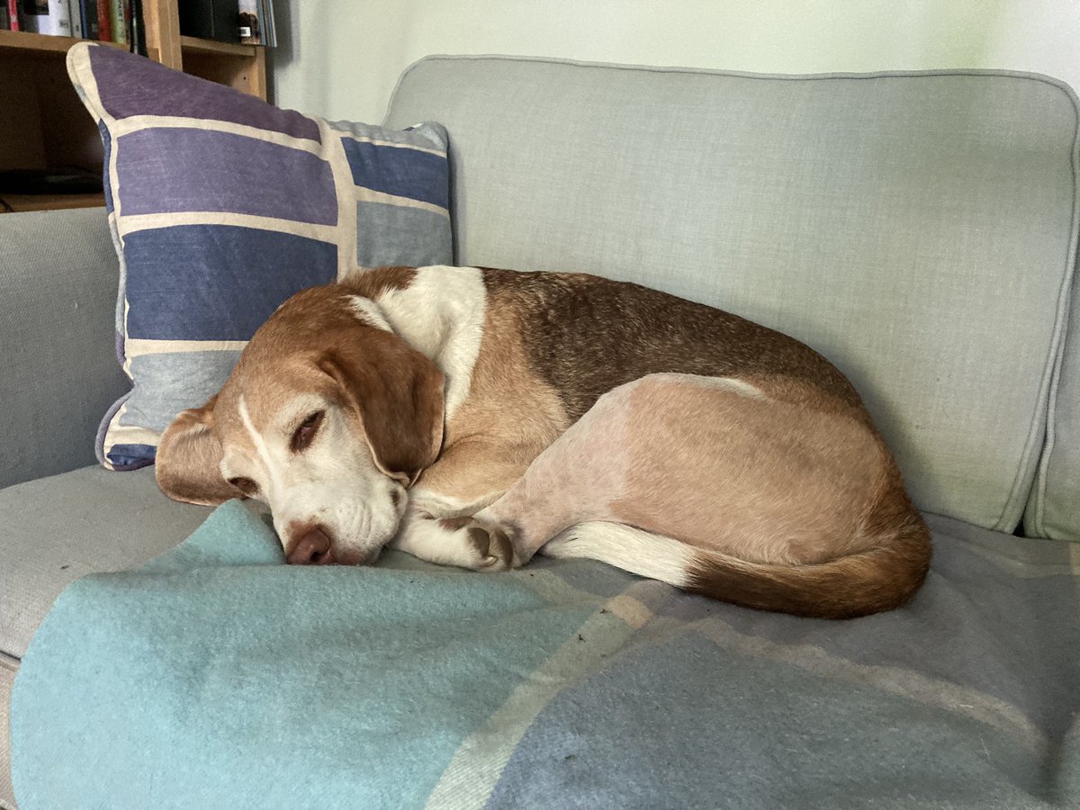 #beagle recuperating ❤️‍🩹🐾