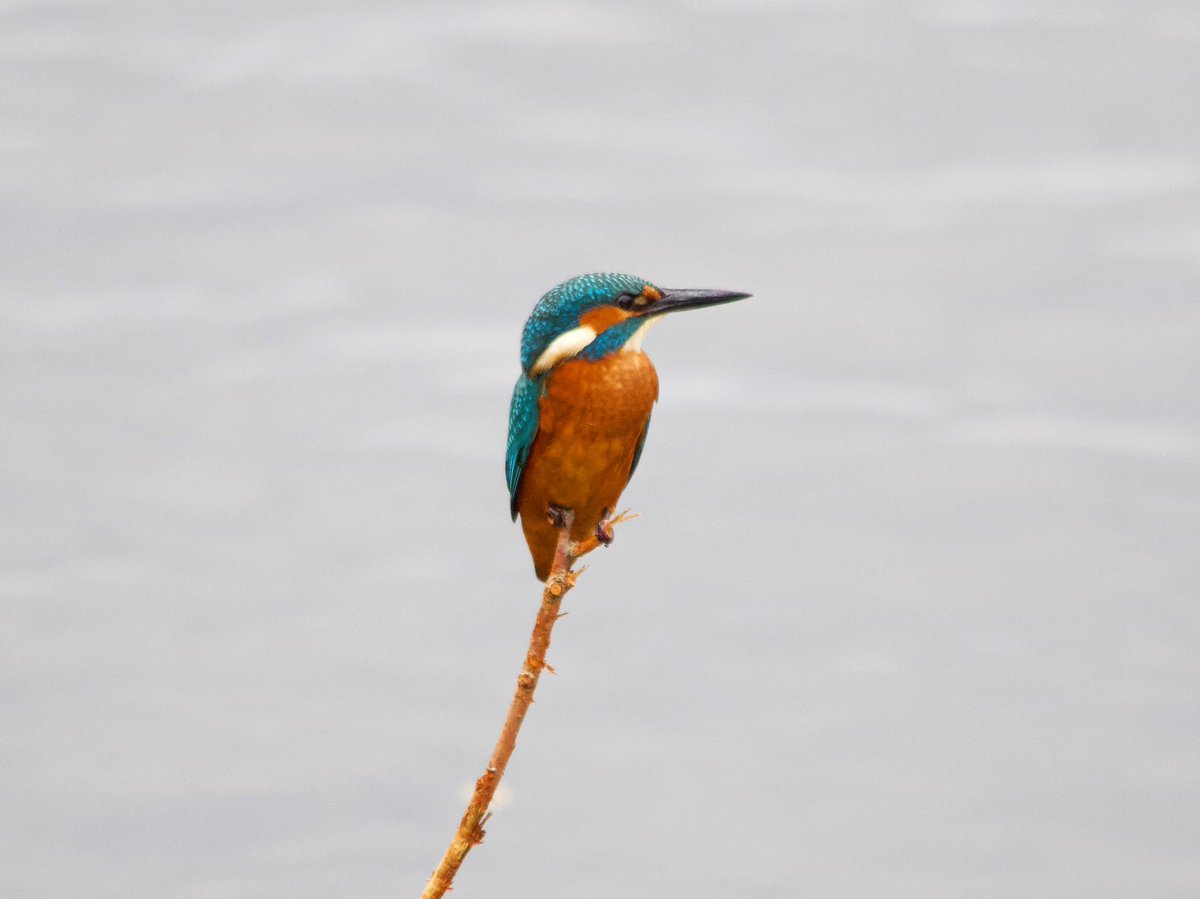 Kingfisher moment in my local area! 💙 <a href="/BBCSpringwatch/">BBC Springwatch</a> <a href="/_BTO/">BTO</a> <a href="/Natures_Voice/">RSPB</a> <a href="/RSPBEngland/">RSPB England</a> #bbcspringwatch #conservation #BirdsOfTwitter