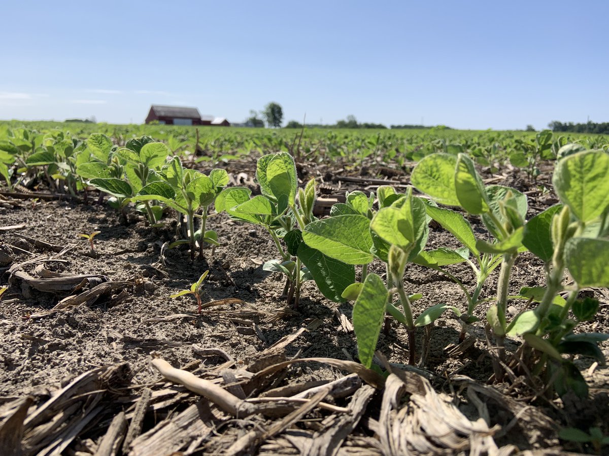 bamfert's tweet photo. Our plot planting crew is celebrating today as they finished planting 24 seed research plots in 6 different counties! Keep watching for more updates as we progress throughout the growing season!
#seedresearch #researchplots #testplots #plant23 #ohio #bambauerfertilizer https://t.co/k9PPawRAz3