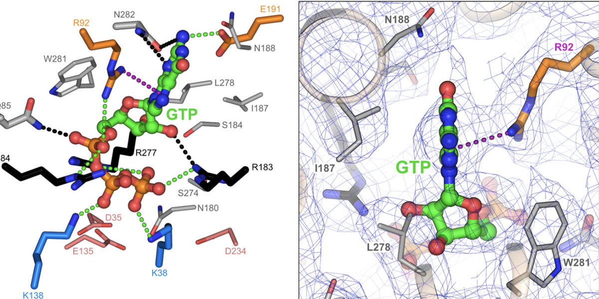 The structure shows how GTP inhibits the human uncoupling protein in a pH-dependent manner!
#mitochondria #electronmicroscopy #biophysics