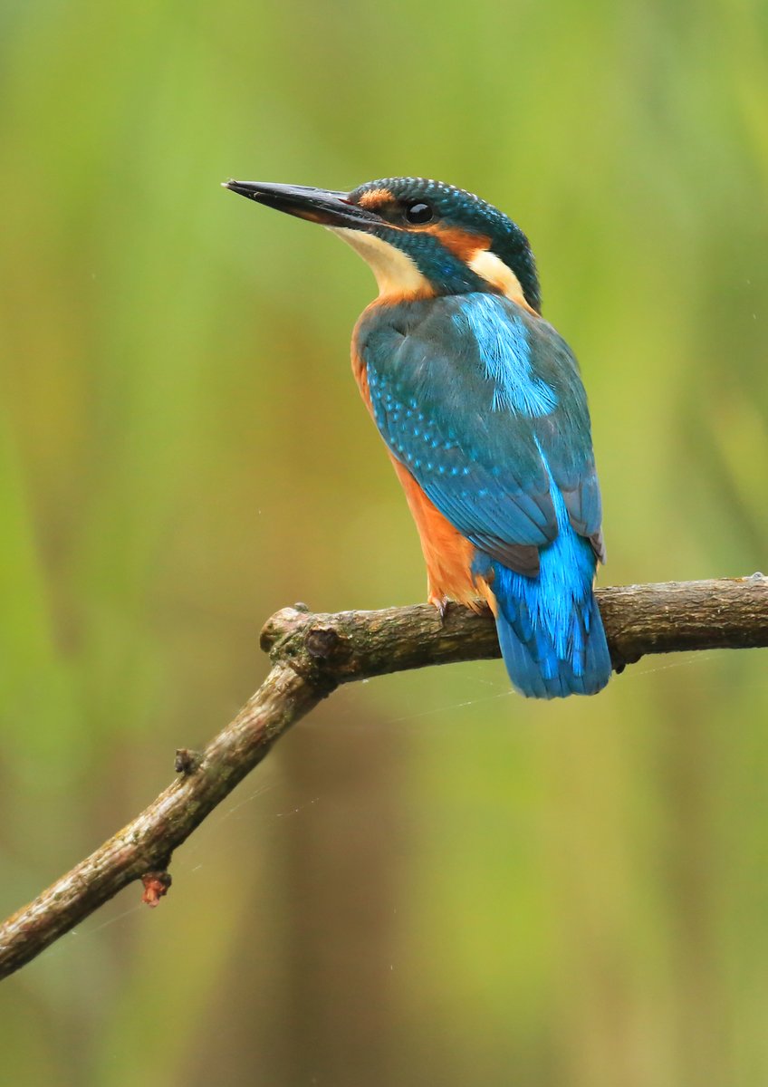 cumbriawildlife's tweet image. Blink and you'll miss 'em – kingfishers speed along our waterways, though you might spot them quietly sitting on low-hanging branches above rivers. 

@BBCSpringwatch #Springwatch 

📷Jon Hawkins - Surrey Hills Photography