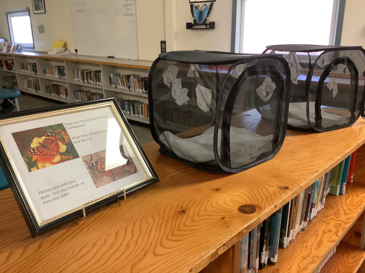 am_RETSD's tweet photo. The grade 2’s are ‘fluttering’ with monarch butterfly knowledge and are very excited to see their butterflies emerge soon! https://t.co/IsyGhDdwIQ