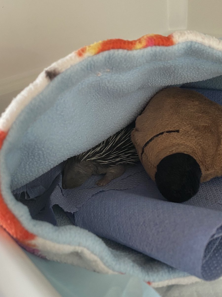 Hoglet season is here! Little Arthur was found out alone on a patio, he has wounds on his chest and leg which we have cleaned up and he is now snuggled up in the incuabtor warming up, once he is a little warmer he will have his first syringe feed of rehydration solution 💚