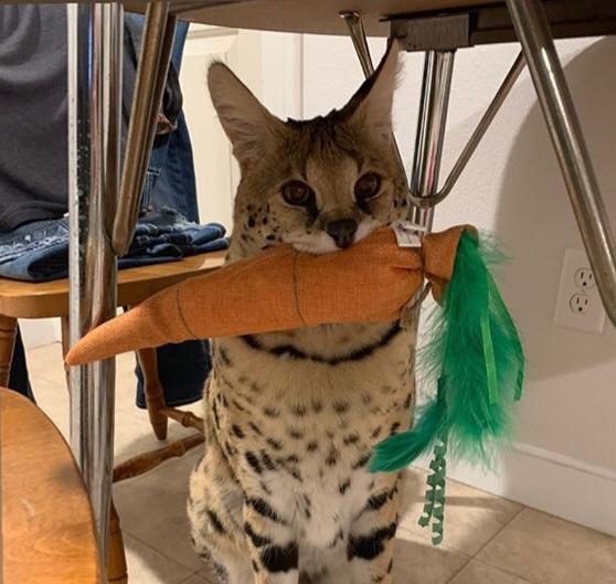 ServalEveryHr's tweet image. 