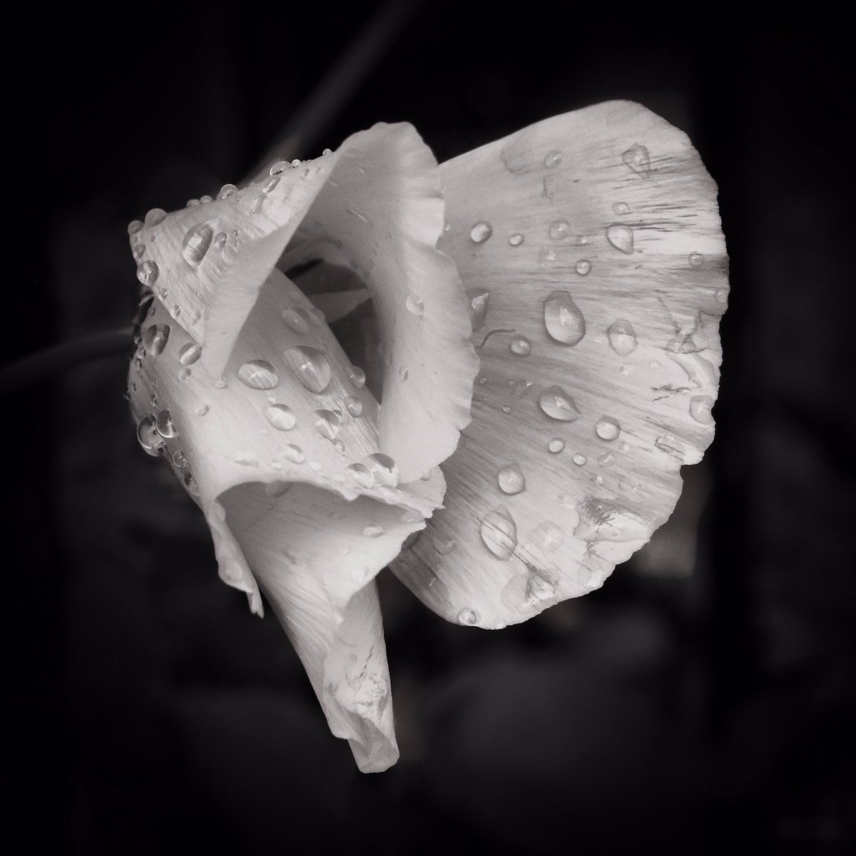 🤍🖤💦... fleeting adornment ...💦🖤🤍 #flowers #flora #water #drops #droplets #rain #summer #nature #monochrome #blackandwhite #stilllife #closeup #macro #details #beauty #life #silence #dream #imagination #magic #fairytale #imagination #peace #symbol #solitude #spell