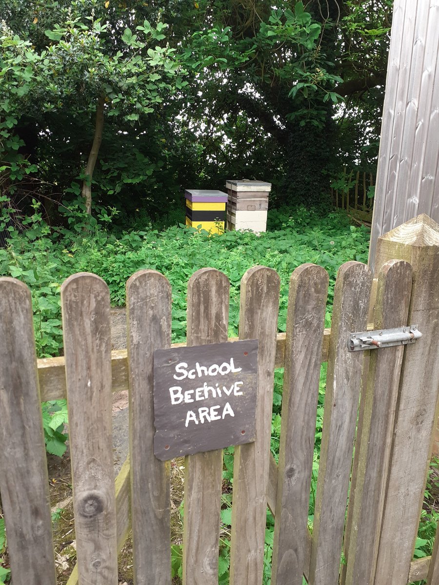 Elms class hive @SJMSchool is in the apiary. Ready for a split or a swarm to move in. More School for Bees info at thebeefarmer.co.uk/education/work…
#midlandshour #staffordshirehour #smesupporthour #malvernhillshour #solihullhour #droitwichhour @derbypromo