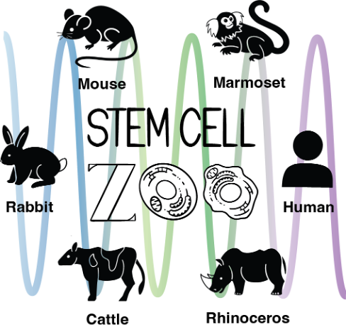 Internship alert!
We are looking for a Master’s student to join our lab in <a href="/EMBLBarcelona/">EMBL Barcelona</a> this autumn to work on inter-species comparison of developmental time using stem cell zoo. You'll learn stem cells, quantitative imaging &amp; genetic modification. With financial support.

1/