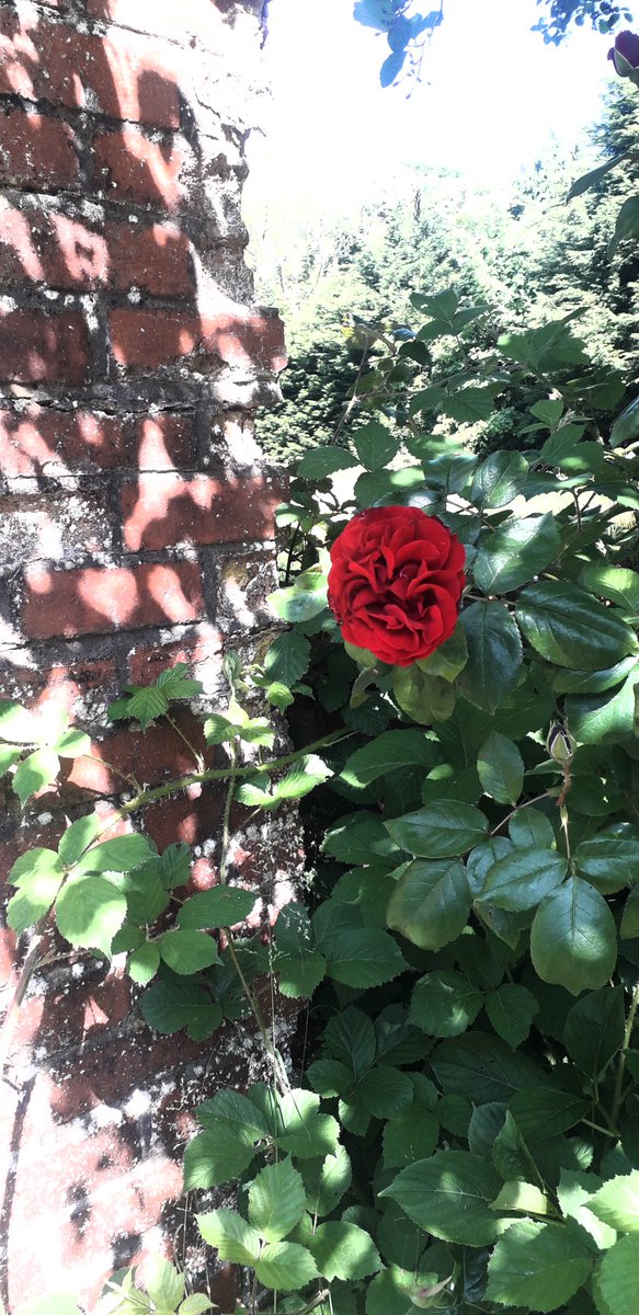 Walled garden, Penrhos Polish Home,Pwllheli. 
#RoseWednesday