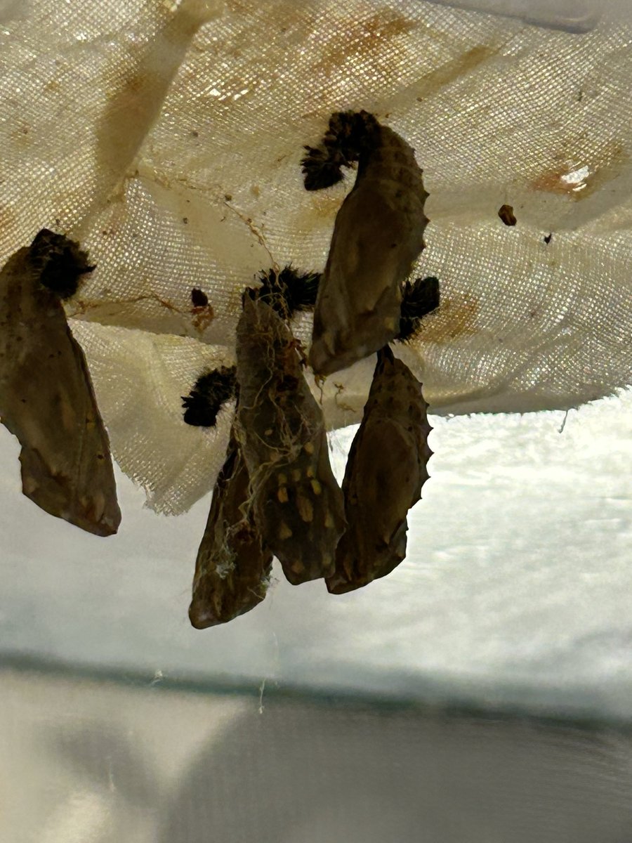 Room 107 has chrysalis… our little caterpillars 🐛 are growing up this summer!!! <a href="/Amplify/">Amplify</a> <a href="/TN_Literacy/">#LiteracyMatters Tennessee</a> perfect way to study the lifecycle of a butterfly!!  #wearercstn #wearecves