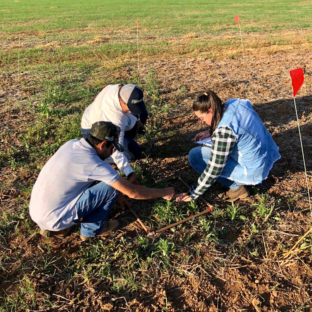 Spraying herbicides and evaluating Conyza burndown options at Brazil.

#weedscience