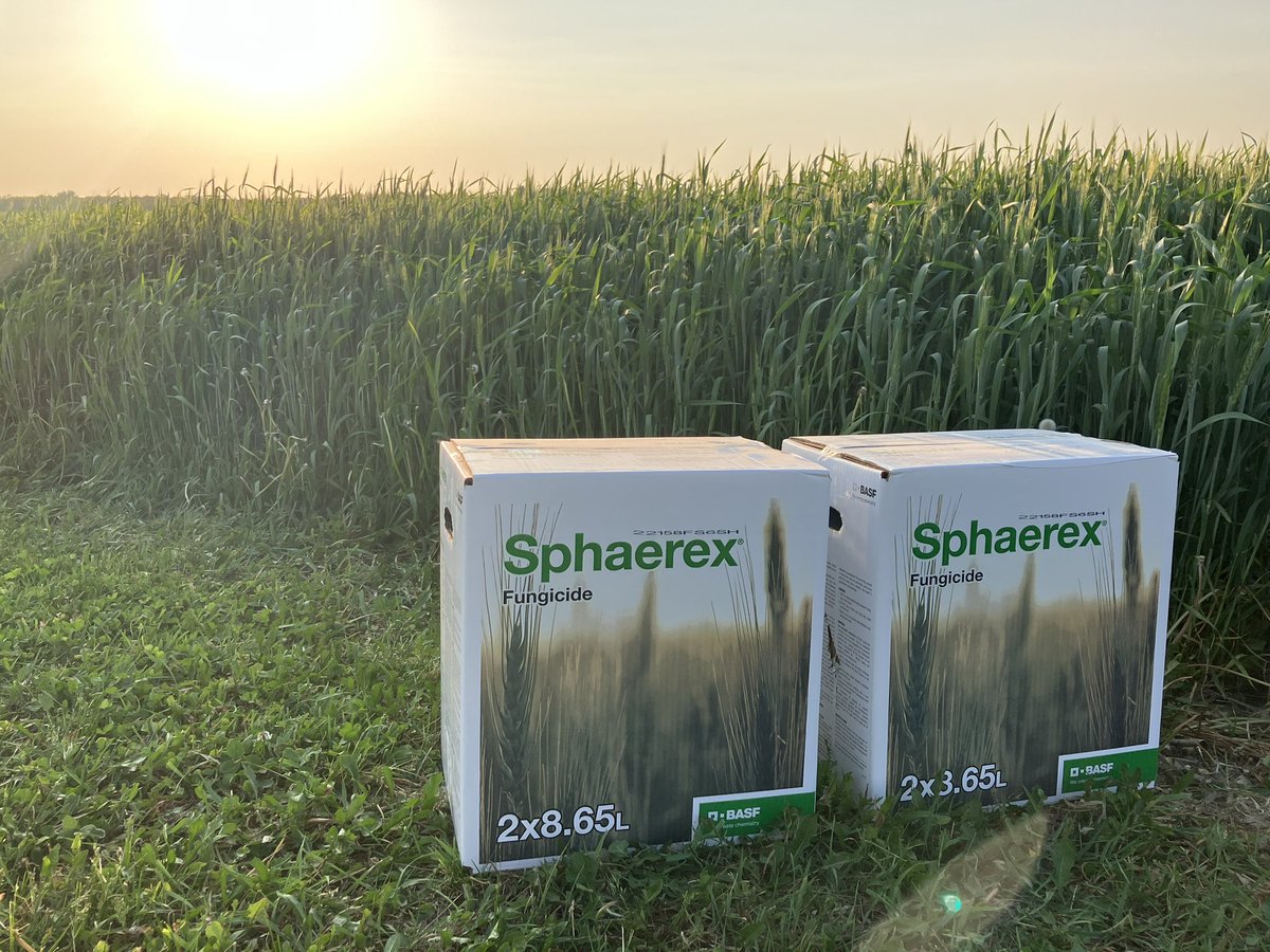 Ken_Currah's tweet image. Sphaerex:  the new player in the elite Fusurium management game. Packed w/ a high AI load of 2 powerful FHB-focused actives, for class-leading suppression in high pressure scenarios.  Bonus - a low use rate 80 ac/cs - and no added surfactant req’d. It’s go time  #sphaerex #wheat