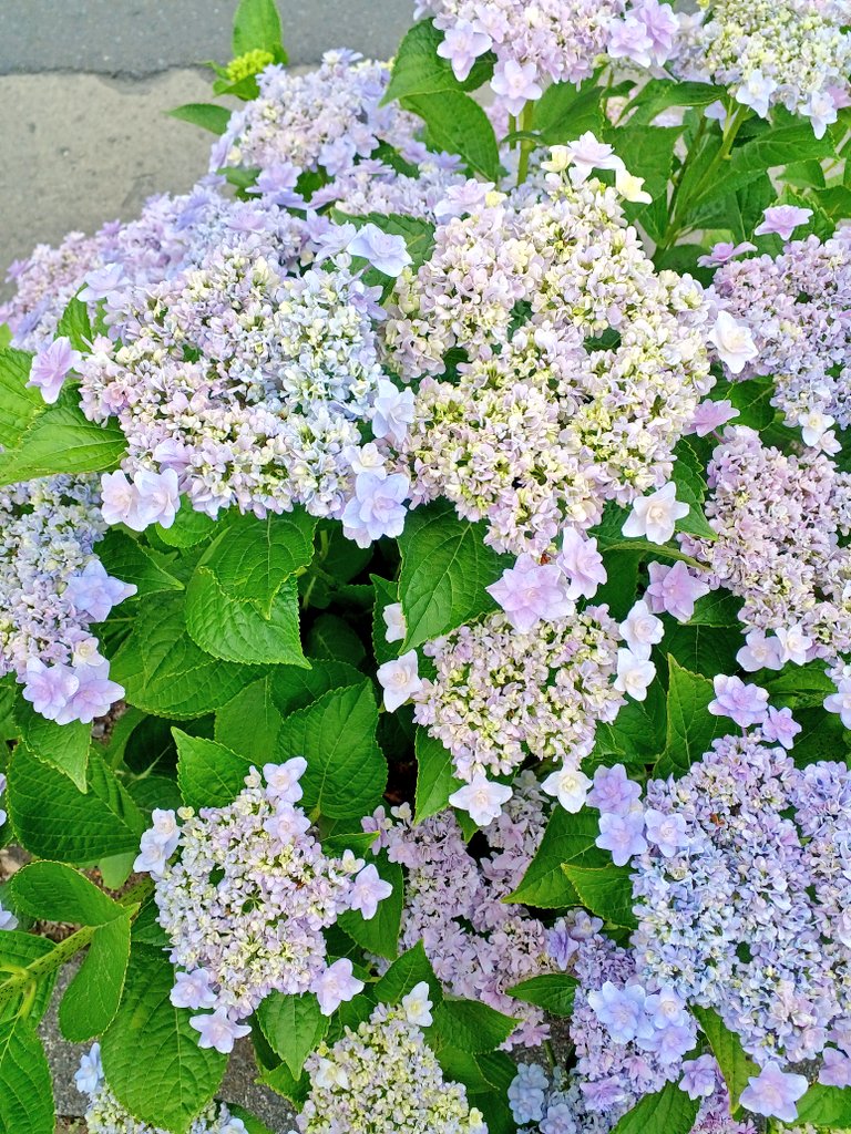 「美しい 紫陽花だけは例外的に小雨の日が一番綺麗と思う」|まちゃんクラフトのイラスト