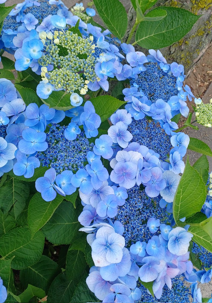 「美しい 紫陽花だけは例外的に小雨の日が一番綺麗と思う」|まちゃんクラフトのイラスト