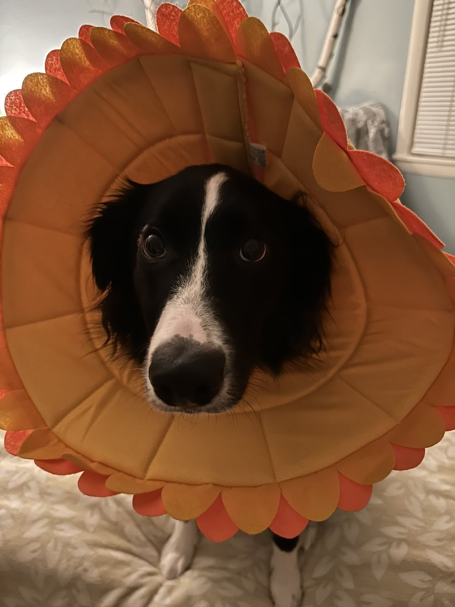 masdvm's tweet photo. @bunsenbernerbmd More of a visor than a hat, until the meds hit 😉, but he just had surgery. https://t.co/4uA82LH2rt