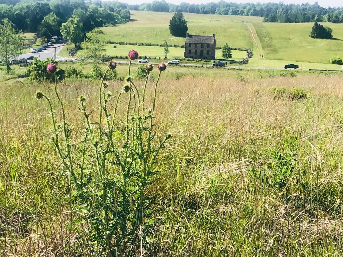 StigStrahan's tweet photo. Manassas in the spring https://t.co/LDdxdb4Tdb