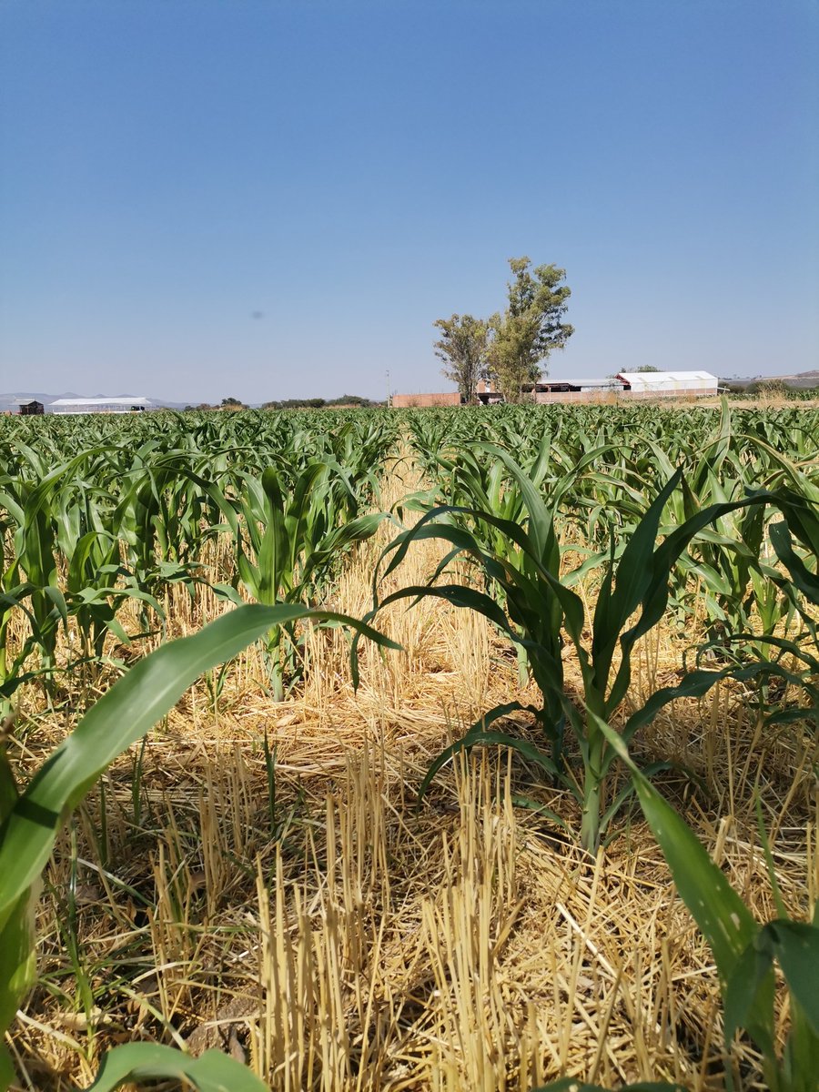 Maíz en Agricultura de Conservación con 100% del rastrojo del trigo, chulada de rotación #cimmyt #agricultura
Mas agricultores así por favor