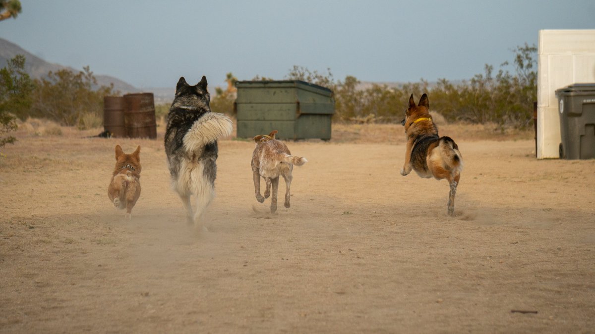 The joy of shared experiences and collective growth awaits 🙌

Ft. scenes from the #KiftCrew enjoying time to unwind from our day as our pups play 🌞🐶

Tag your pack and lets grow together 👇🐺