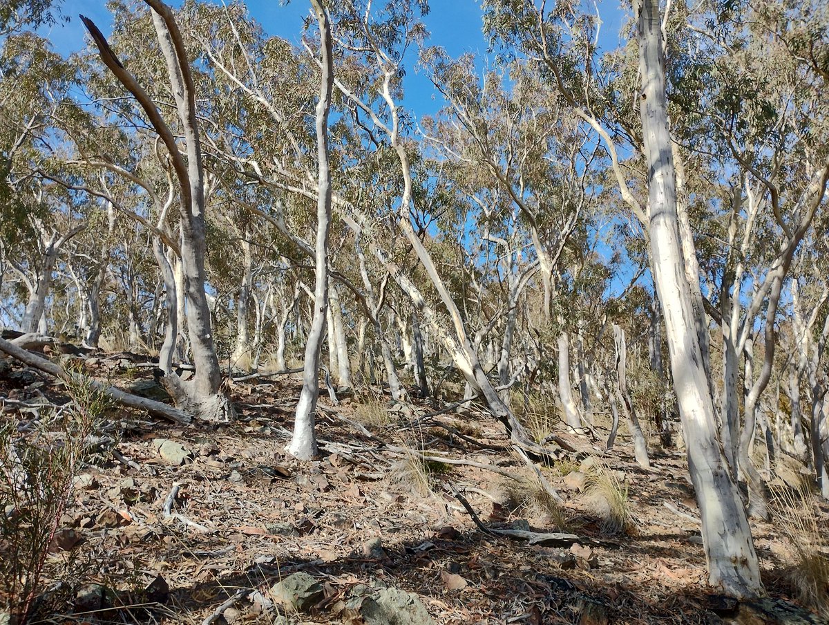 Being a parent comes with some interesting philosophical curve balls.

(Walking in the bush)
Mr6: dad, are sticks good?
Me: ... ?