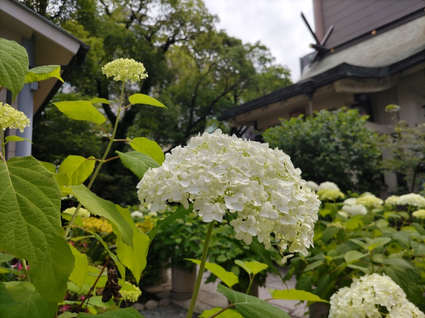 JSS09496731's tweet photo. おはようございます
6月1日（木）＃大阪市西区　は曇りのち雨の予報。
本日から6月！
今月も宜しくお願い致します！
(´▽｀)
#企業公式春のフォロー祭り 
#企業公式つぶやき部 
#企業公式が毎朝地元の天気を言い合う https://t.co/Sgw4LjuzvT