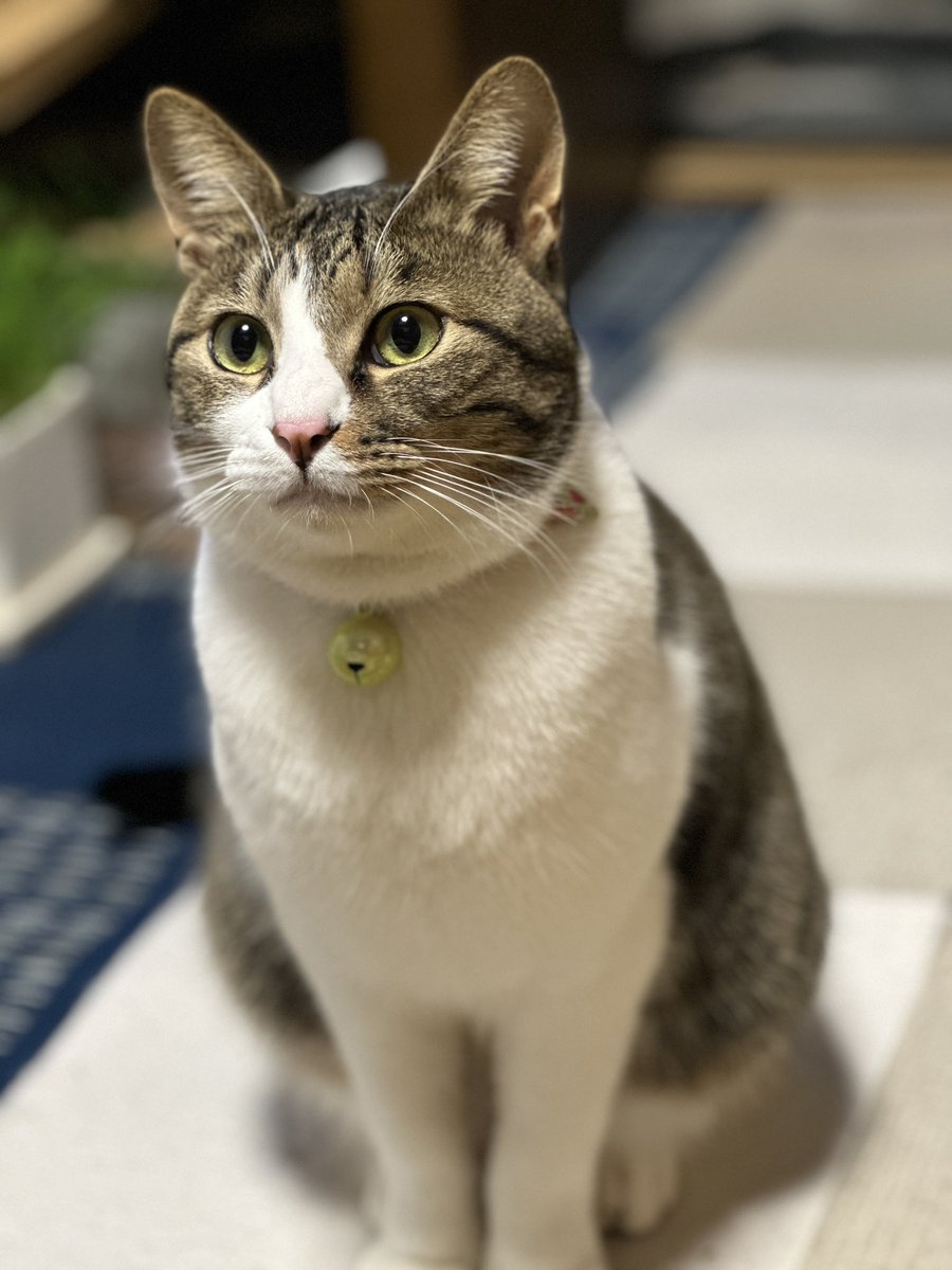 去る5月24日
愛する歌丸が私を置いて逝ってしまいました
猫初心者で至らない事の多い私をビシバシと躾、自分の思う通りに振る舞い続けた賢く優しい猫様らしい猫様でした

これまで歌丸を可愛がり応援し見守り続けてくださった皆様
本当にありがとうございました