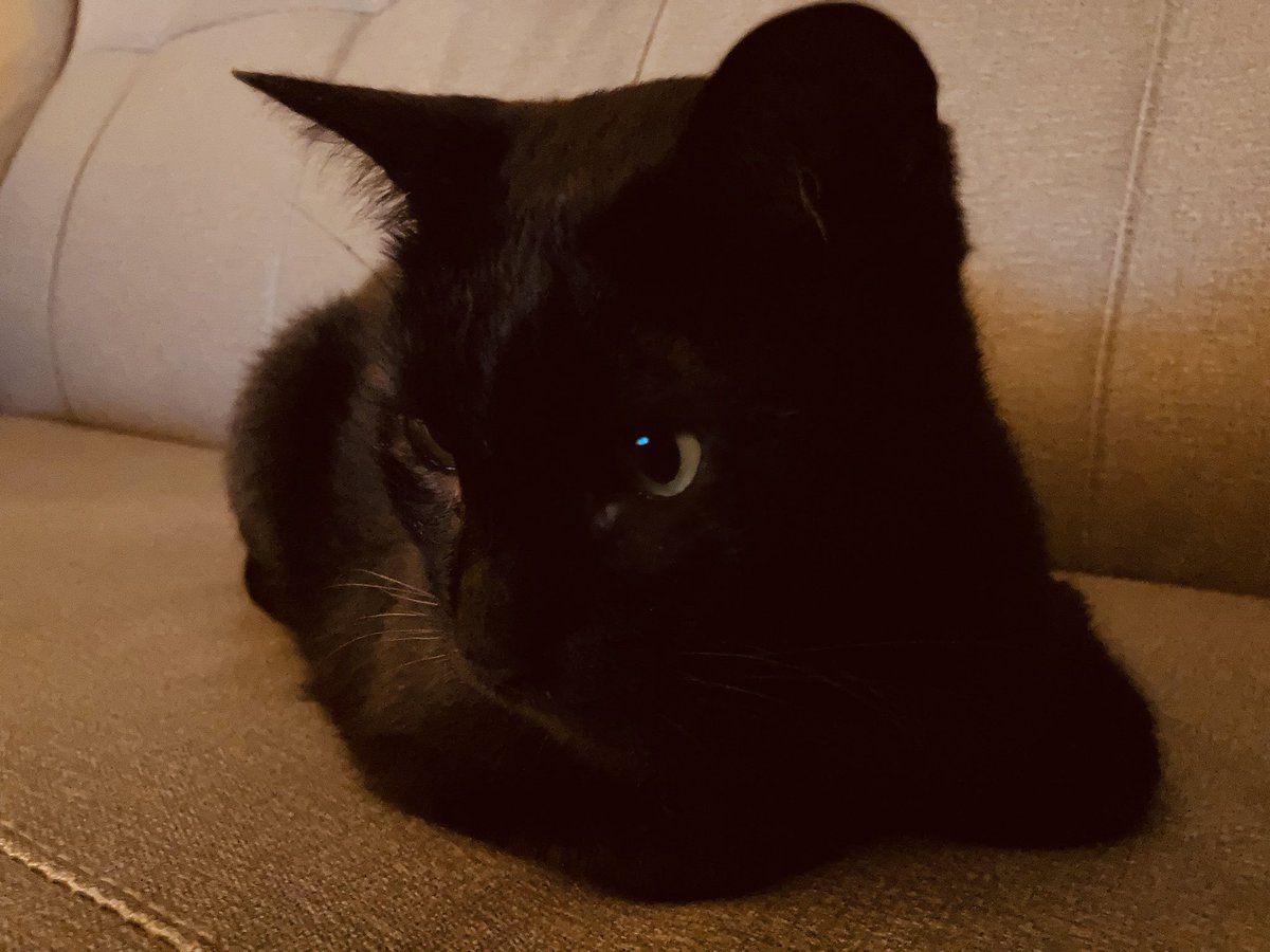 Hanabo_blackcat's tweet photo. watching TV~ https://t.co/79TKRMEsFZ