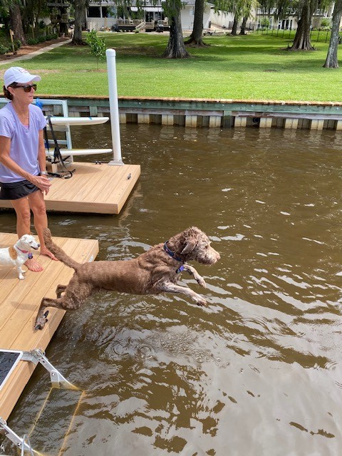 A floating dock is something the entire family can enjoy. Even your fur babies! 🐕🐩🐶
#accudock #floatingdock #floatingdocks #docks #dock #dockbuilder #dockdesign  #boatdock #leisuredock #residentialdock #swimplatform #doglife #dogsofinstagram #dogsofig #cutedogs #doglover