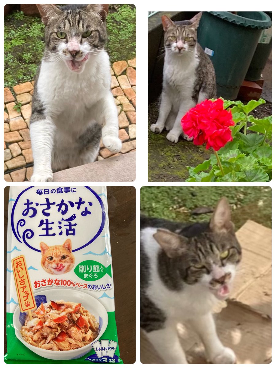 mike260910's tweet photo. 良い子ちゃん。お顔見せてくれて、８か月。
好物目の前にしておねだりの顔😻
来た時と比べて見ました。
良い子になりました。
　これから☔️☂️雨宿りの場所使ってね。 https://t.co/6wYNNd7oPy