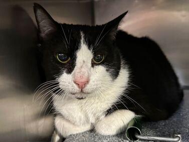 NYCDEATHROWCATS's tweet photo. Gutty Mac was brought in as a stray. She is about 9 yrs old and already spayed. She is a little tense and would do best if she left the ACC ASAP.
https://t.co/SUpku4FD1e https://t.co/rxAsPiEvoM