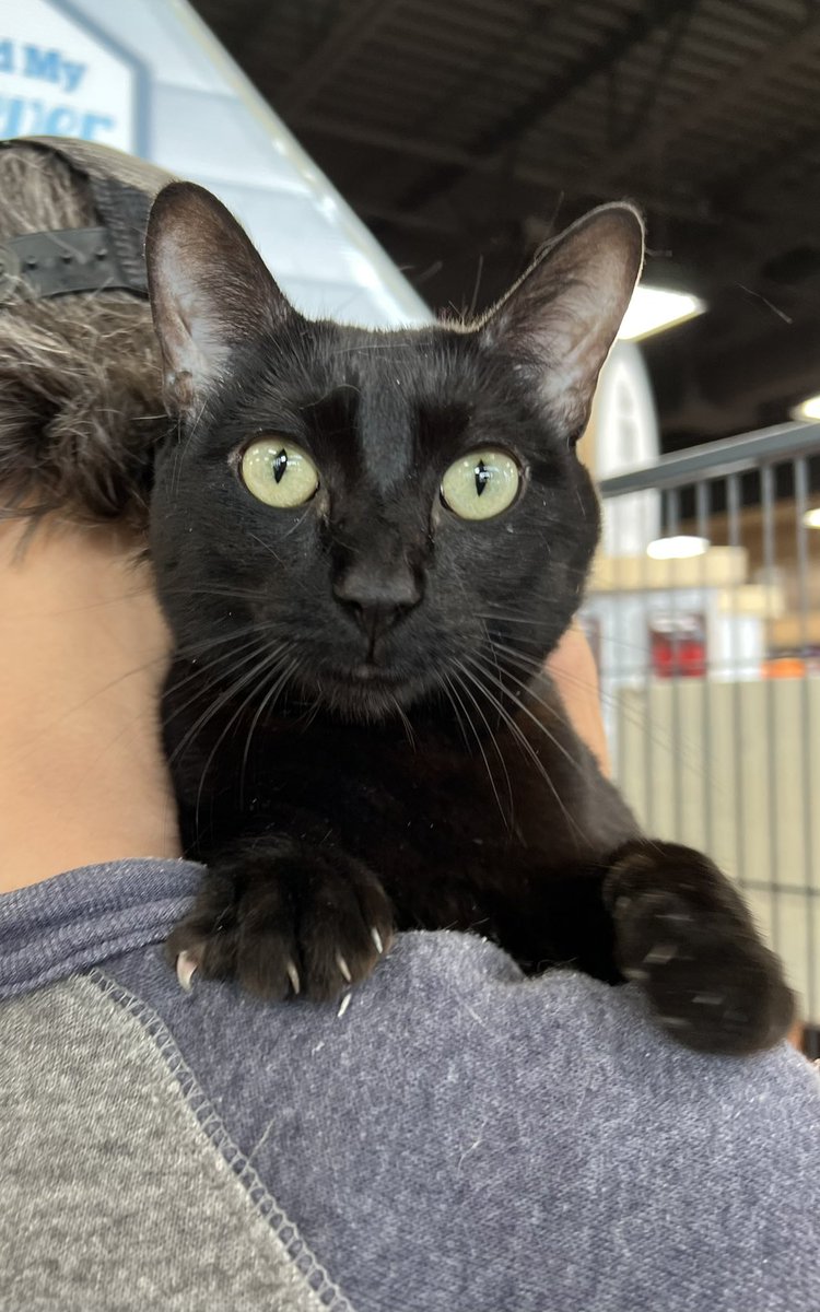 SAFE Team Rescue tweet media