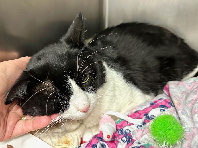 NYCDEATHROWCATS's tweet photo. THERE ARE NOW 23 ANIMALS (8 CATS &amp; 15 DOGS) AT RISK FOR THURSDAY 6/1/23 DEADLINE IS NOON. PLEASE SHARE, FOSTER, ADOPT, TAG FRIENDS, POST TO SOCIAL MEDIA SITES, PLEDGE TO HELP SAVE THEIR LIVES. NEW PHOTOS https://t.co/Rt2PL8RaPy https://t.co/GbQopwkGZ8