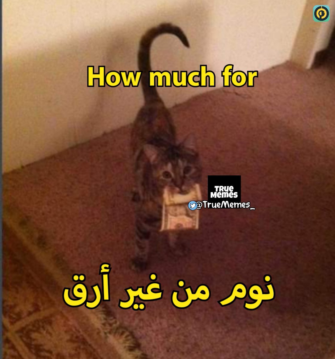 True Memes (@truememes_) on Twitter photo 