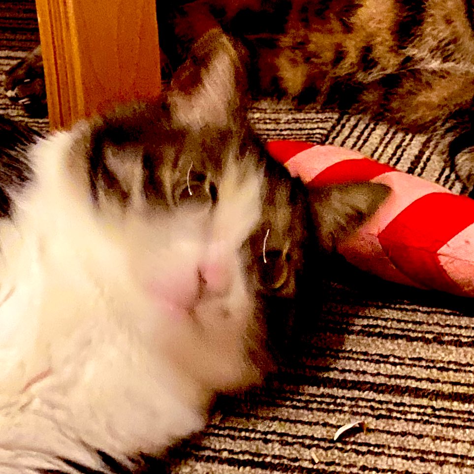 6月1日かぁ。今年も半分終わっちゃったね~。半年後も同じように「今年も終わっちゃったね~」って言ってそう😗
ぶれた写真が、まつ毛みたくなってる😂