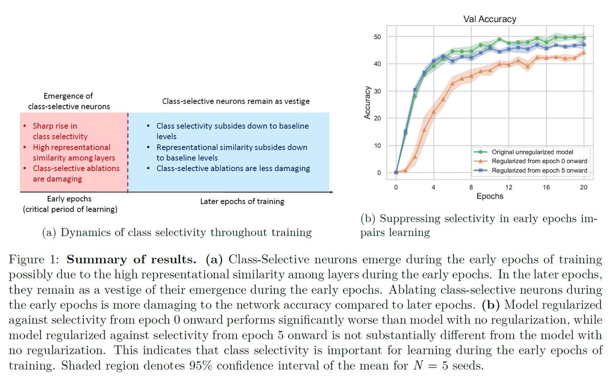 RanadiveOmkar's tweet photo. Deep networks exhibit class-selective neurons in all their layers. Intriguingly, it was recently shown that these neurons aren’t crucial for network function. So, why do they even exist? Our new study reveals the special role they play in early training
https://t.co/cqMBlHZLib
1/ https://t.co/kLVgtCEwHl
