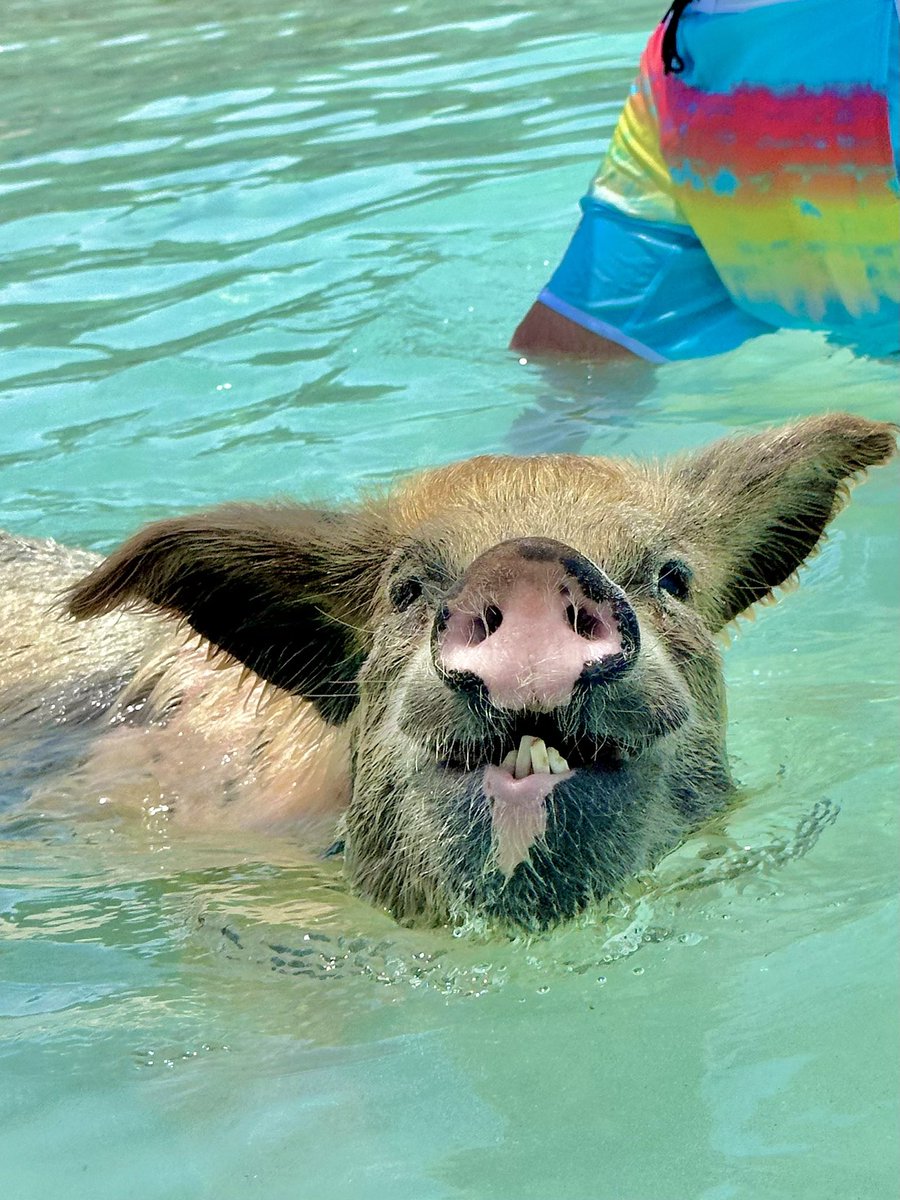 susantran's tweet photo. #151/365 Grateful for so many fun pix! The #ChatNChill was definitely a must do! The #SwimmingWithPigs freaked me out! #Gratitude2023 https://t.co/oUrXScJOSi