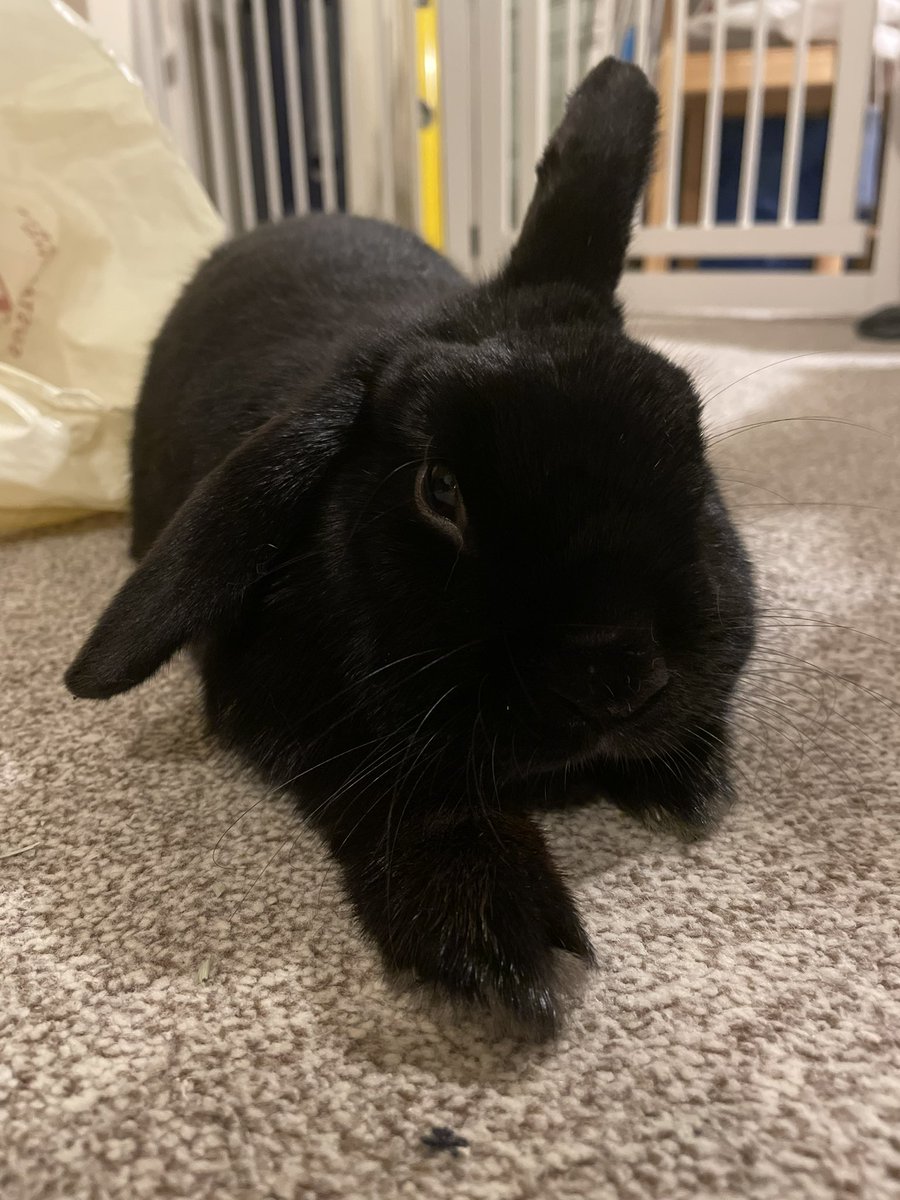 Words cannot describe the cuteness.

#RabbitsOfTwitter #BunniesOfTwitter #MartinIsAGoodBoi