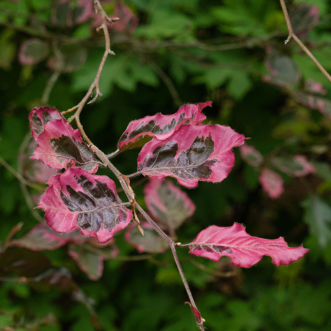 TylerArboretum's tweet image. The rhododendrons are in full bloom at Tyler Arboretum, creating a beautiful floral display! Now is the perfect time to pay us a visit and let the beauty of all the flowers reconnect you with the wonders of nature. 

📸Barry Rubin

#visitdelco #mainlinepa #chesco #visitPA