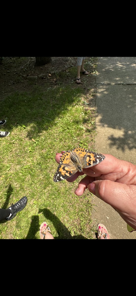 GaskinMrs's tweet photo. So excited for the culmination of our Butterfly inquiry. Bye Bye Butterflies. @StJosephDPCDSB https://t.co/NTBPGcJsGM