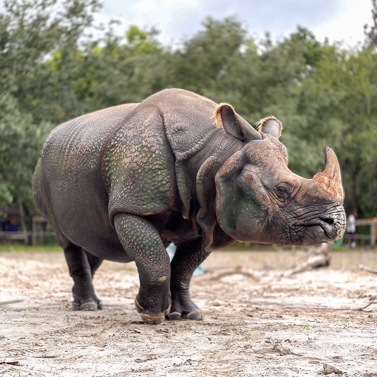 Centralflzoo's tweet image. This hefty Greater one-horned rhino turns 12 years old today! PJ is a Zoo favorite for guests and keepers alike, so swing by to wish him a happy birthday! #PJTheRhino